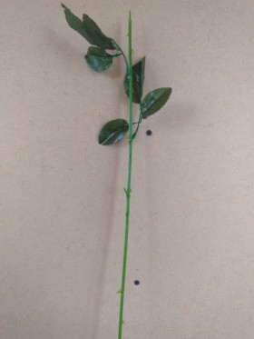 Ножка для розы, 2 тройных листочка, Н-61 см.